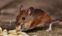 24 Hour & Emergency Exterminators in Millfield, OH